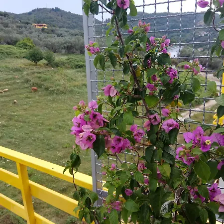 Appartamento Olive Tree